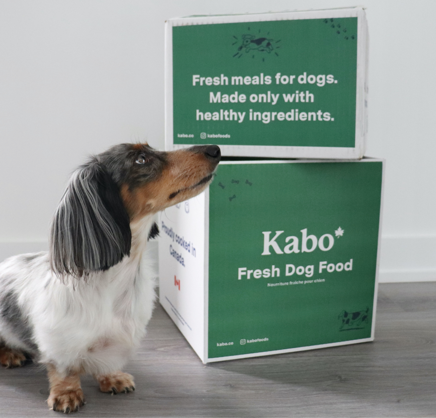 Dog Food Delivery Membership I Kabo
